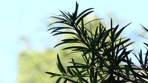 Podocarpus macrophyllus is a conifer in the genus Podocarpus, family Podocarpaceae. Common names in English include yew plum pine, Buddhist pine and fern pine.