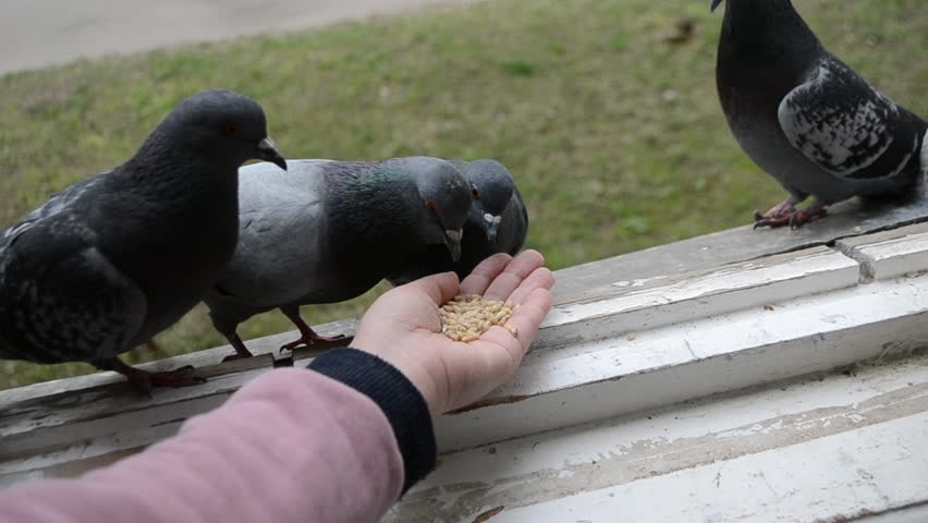 Feeding birds pigeons from hand on spring sunny day. Girl feeding birds doves with hands on home window sill close-up. Nature wildlife outdoor. Feathered wingy eating.