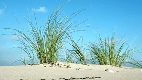 Blatic Sea Beach - Seagrass in the Wind