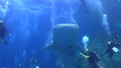 Whaleshark swimming towards surface shot from beneath featuring divers