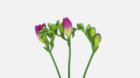 Time-lapse of opening pink freesia bouquet 4c2w isolated on white background
