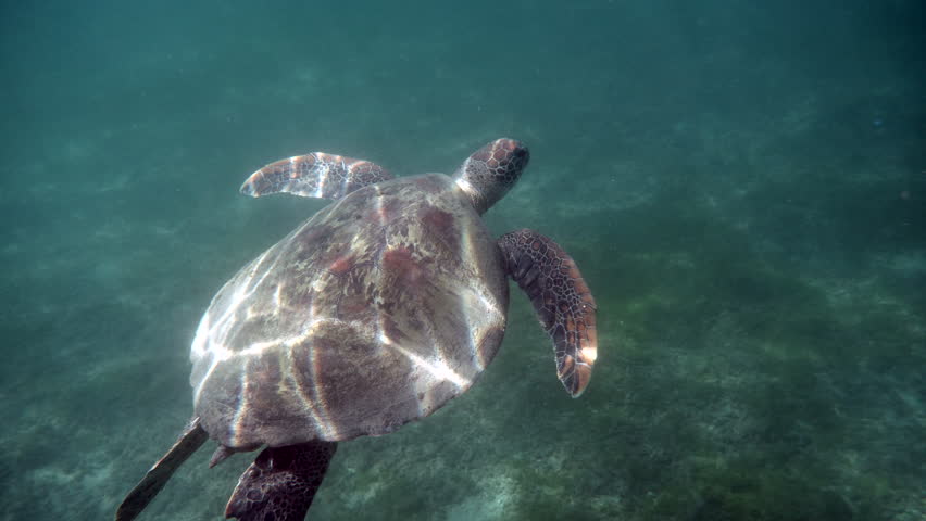 Atlantic Ridley sea turtle swimming in the coral reef. The Kemp