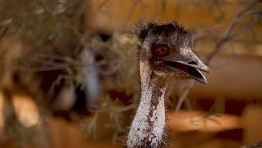 4K, detail shot of the head of an emu (Dromaius novaehollandiae) with its striking red eyes in the Australian desert. The bird shakes its head and stares at the camera