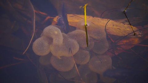 4K, Tadpole eating near the surface of a river in Australia. The current of the water moves the leaves that are inside the river.