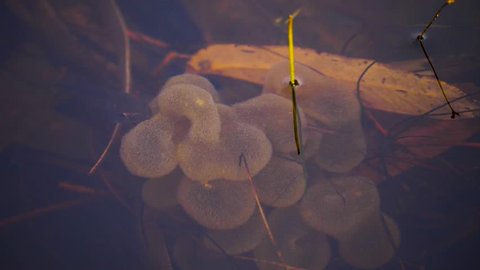 4K, Tadpole eating near the surface of a river in Australia. The current of the water moves the leaves that are inside the river.
