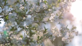 Closeup view of branch of cherry tree with white fresh flowers blooming on spring day with soft sunset backlit. Beautiful nature background.