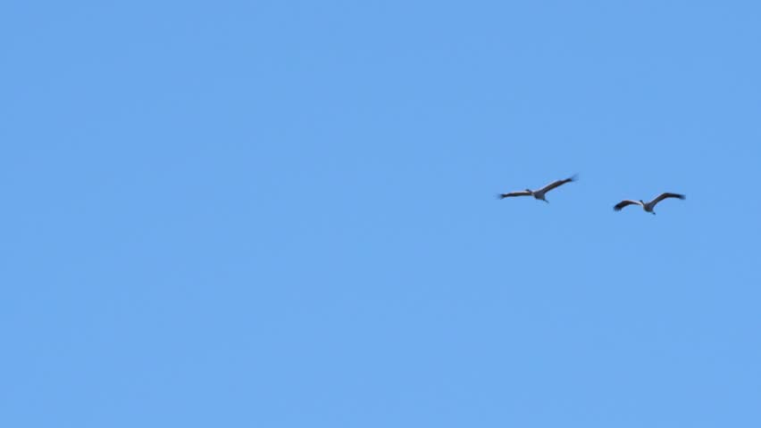 Pair of cranes flying overhead in slow motion