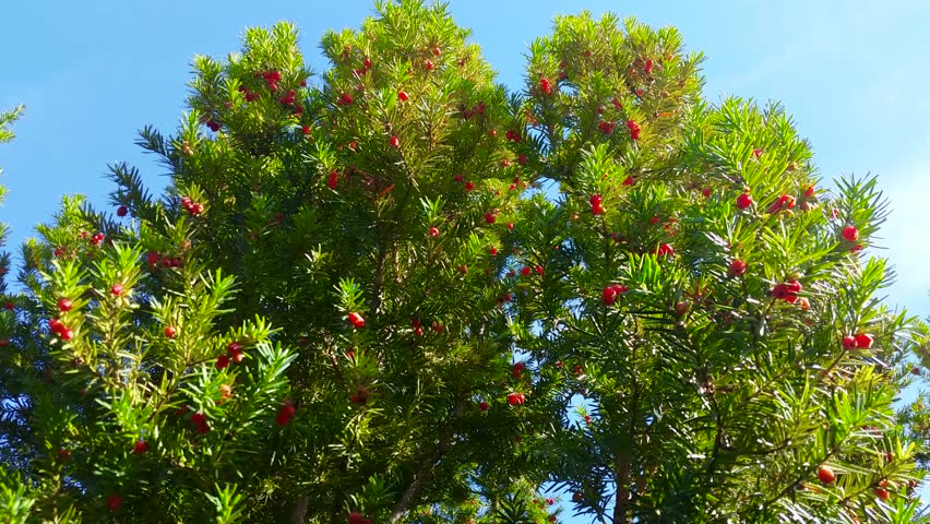 Yew Tree. Taxus Baccata. Beautiful Stock Footage Video (100% Royalty-free)  1028312858 | Shutterstock