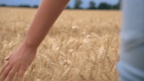Slow motion video clip of young adult woman or teenage female girls hand feeling the top of a field of golden barley, corn or wheat crop 