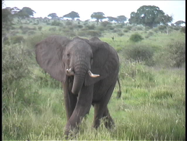 A Juvenile Elephant charges at the camera (me) in Tarangire National Park, Tanzania, Africa
