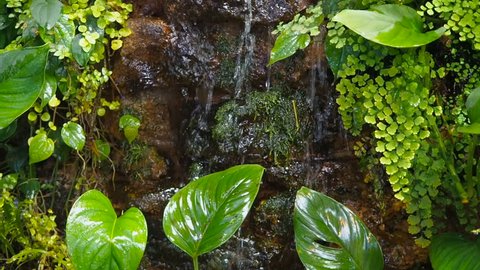 A stream of pure water in a tropical forest. A small stream falls through the green plants. Artificial waterfall in botanic garden