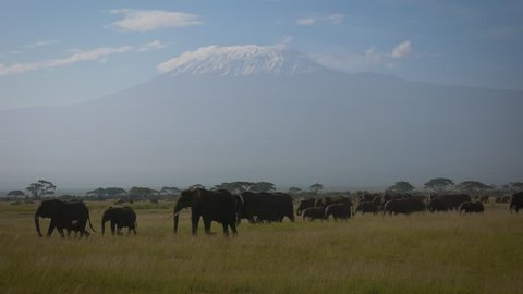 Big herd of wild African elephants goes and grazes in a grassland in the plain among the acacia trees on the background of mount Kilimanjaro. Amboseli national Park in Kenya. Sunny day, heat haze