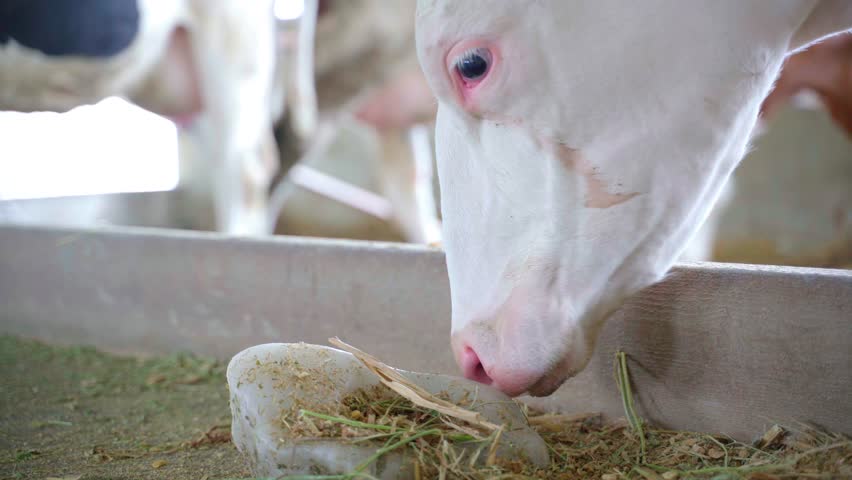 Cow Licks Salt, Cow licking a mineral salt so that it can have its needed nutrients Royalty-Free Stock Footage #1028327036