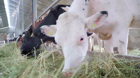 Close up Cow Feeding on Milk Farm, cow feeding on hay inside the farm.