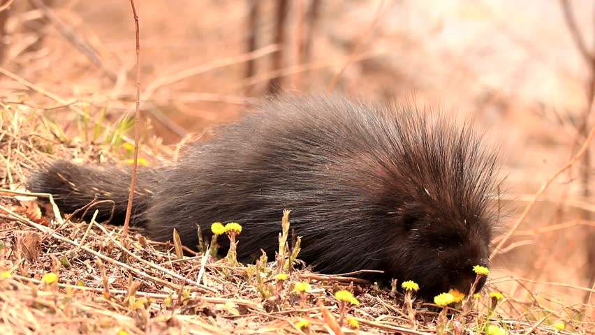 A wild porcupine eat fresh dandelions. Filmed in Canada during spring.
