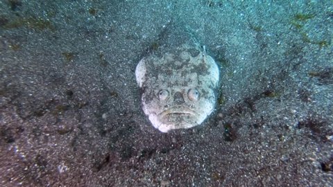 Stargazer fish partially buried in the sea floor, arises, shows its lure and escapes.