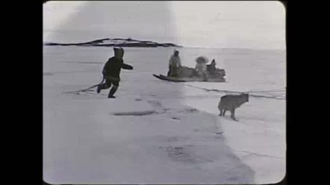 CIRCA 1950s - Eskimos in the Arctic move across the tundra using sled dogs in the 1950?s.
