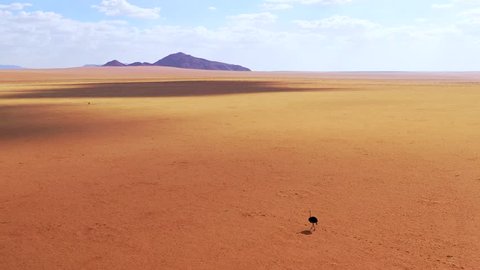 NAMIB DESERT, NAMIBIA - CIRCA 2018 - Aerial as a very lonely ostrich walks on the plains of Africa, in the Namib desert, Namibia.