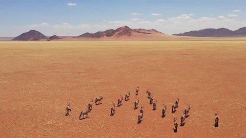 NAMIB DESERT, NAMIBIA - CIRCA 2018 - Aerial over herd of oryx antelope wildlife walking across dry empty savannah and plains of Africa.