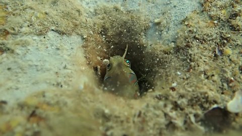 Small fish hides in mink in solid stone of sea bottom