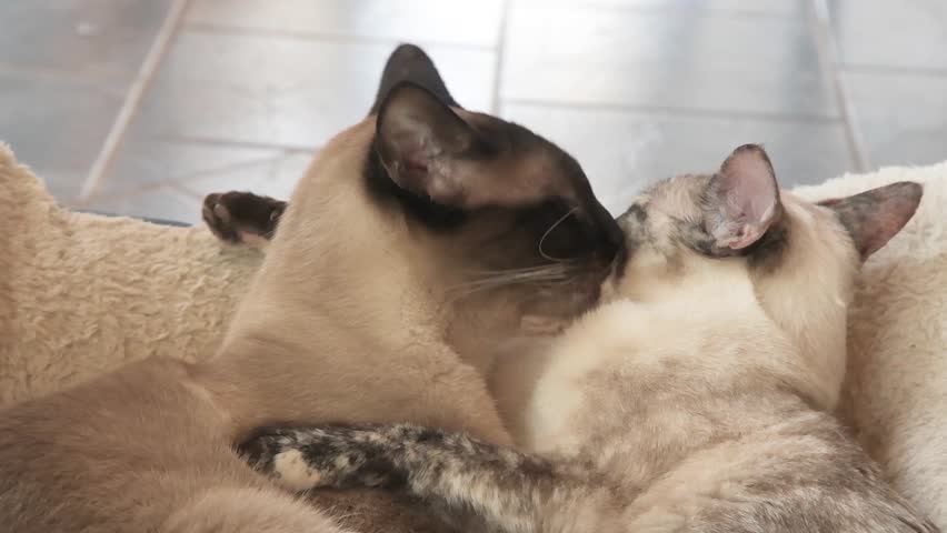 chocolate point siamese cat