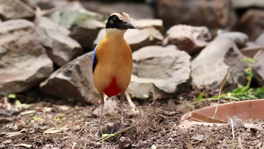 Blue-winged Pitta in nature, Thailand
