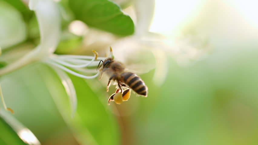 Close up of one honey bee flying around honeysuckle flowers bee collecting nectar pollen on spring sunny day slow motion | Shutterstock HD Video #1028346008