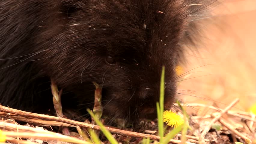 A north american porcupine eat some vegetation. Filmed in Canada during spring.