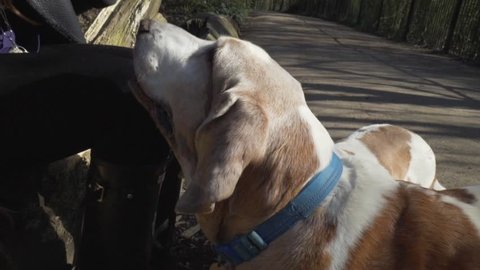 2 Bassett Hounds being fed a snack by their female owner in a park.