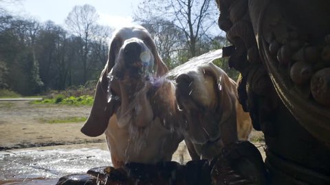 2 Large Bassett Hounds drinking from a fountain in a park in Slow Motion