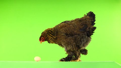 chicken pecks egg on green screen