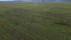 Drone view of a Thousand birds at the Hula Valley. Israel.