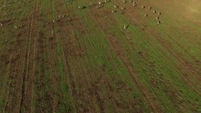 Aerial view of Thousand birds walking in the Hula Valley. Israel. 