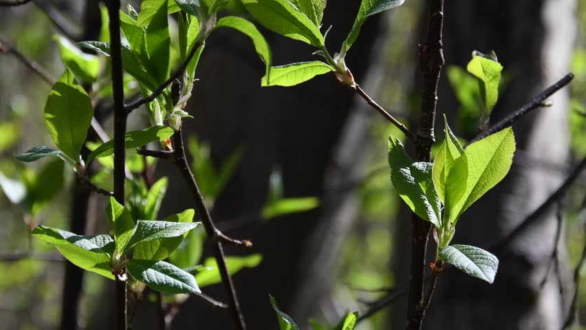 Youg Trees Branches Leaves Buds Video