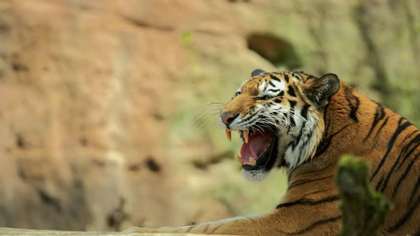 Siberian Tiger in slow motion, (Panthera tigris altaica) | Shutterstock HD Video #1028363936