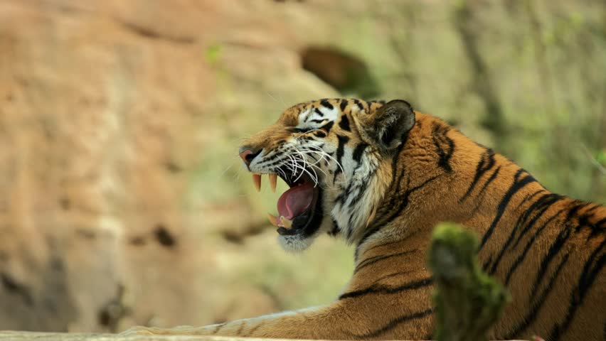 Siberian Tiger in slow motion, (Panthera tigris altaica) | Shutterstock HD Video #1028363939