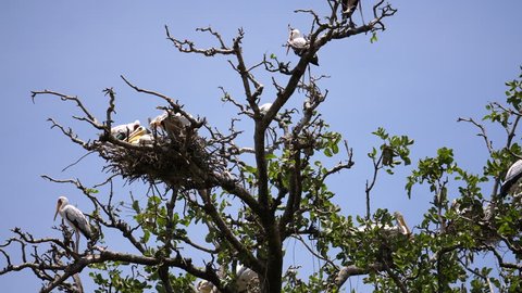Young Pelicans waiting for the Mother, yellow billed storks around in the tree. Tanzania, Africa