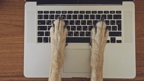 comical and silly playful video of dog paws typing and pressing buttons on laptop keyboard nervously and rapidly. concept joke or freelance work in the office, pet life and routine workplace.