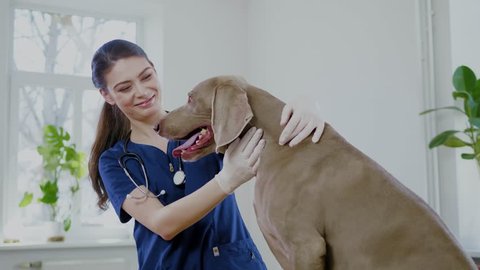 Veterinary surgeon and weimaraner dog at vet clinic