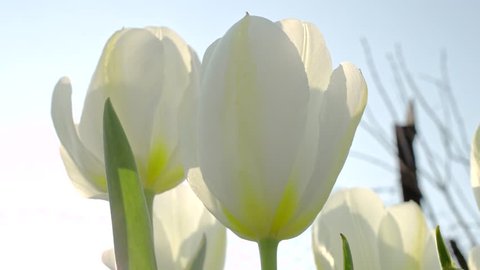White tulips at garden, shallow depth of field, slider move, parallax camera move