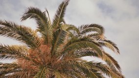 Video of tree palm trees in motion with electronic stabilization in Barcelona Park.