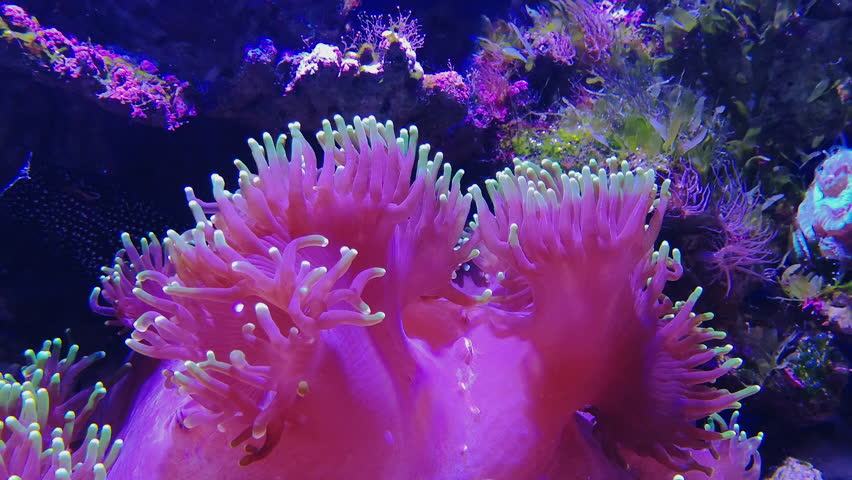 Amphiprion Perideraion And Watermelon Chalice Stock Footage Video 100 Royalty Free Shutterstock