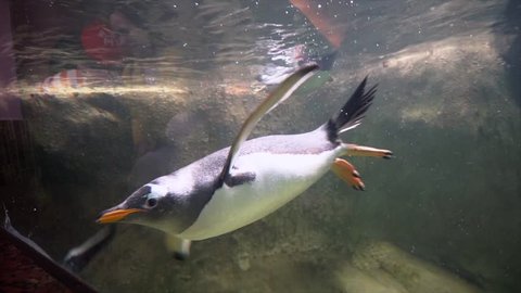 Penguins swim in the aquarium under water, the penguin swims past and unfolds, slow motion