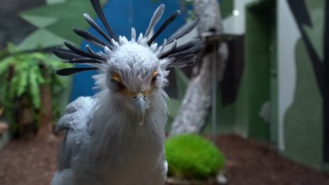 Secretary bird  is in the aviary behind the glass, looking into the camera, turns his head in different directions, close-up