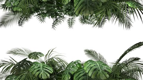 Tropical plant on an white background