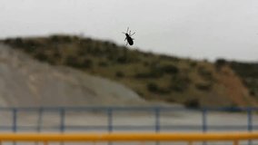 Observation of an insect, which standing on the surface of a dirty glass. Blurred background of a hill, Kozani, Greece.