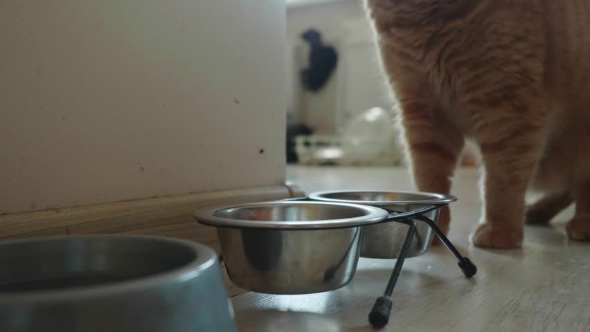 Male hand takes metal bowl from cat and puts it back with cat food | Shutterstock HD Video #1028399366