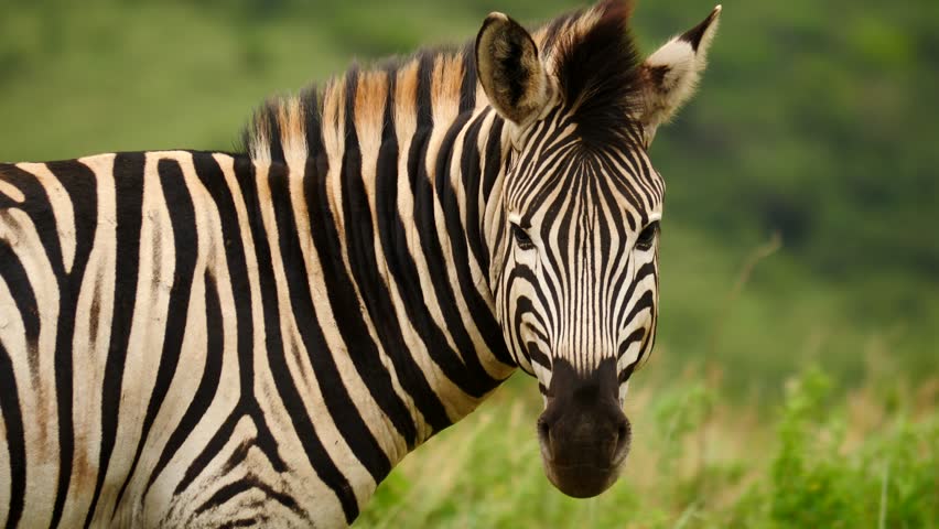 Close up Adult Zebra Looking Stock Footage Video (100% Royalty-free ...