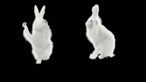 White Rabbit CG fur 3d rendering animal realistic Animation  Loop Alpha matte dance composition 3d mapping cartoon
