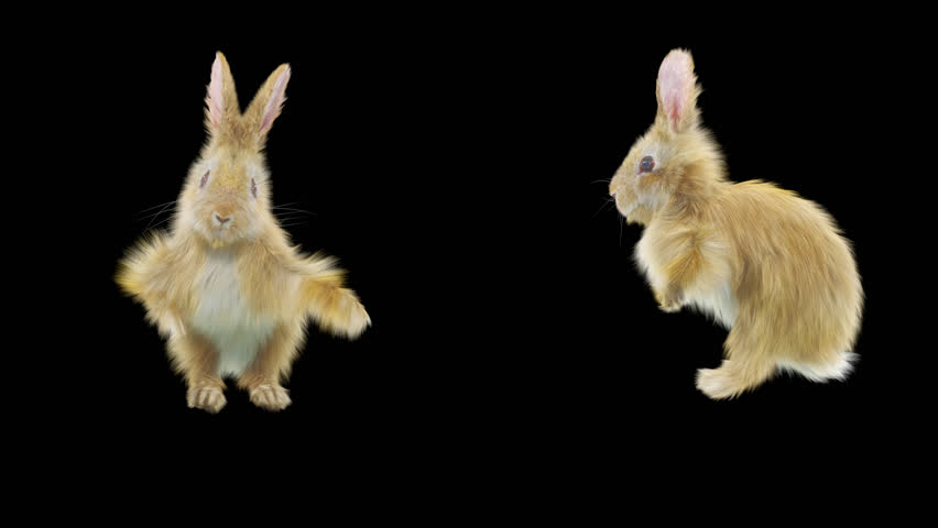 White Rabbit Cg Fur 3d Stock Footage Video (100% Royalty-free ...
